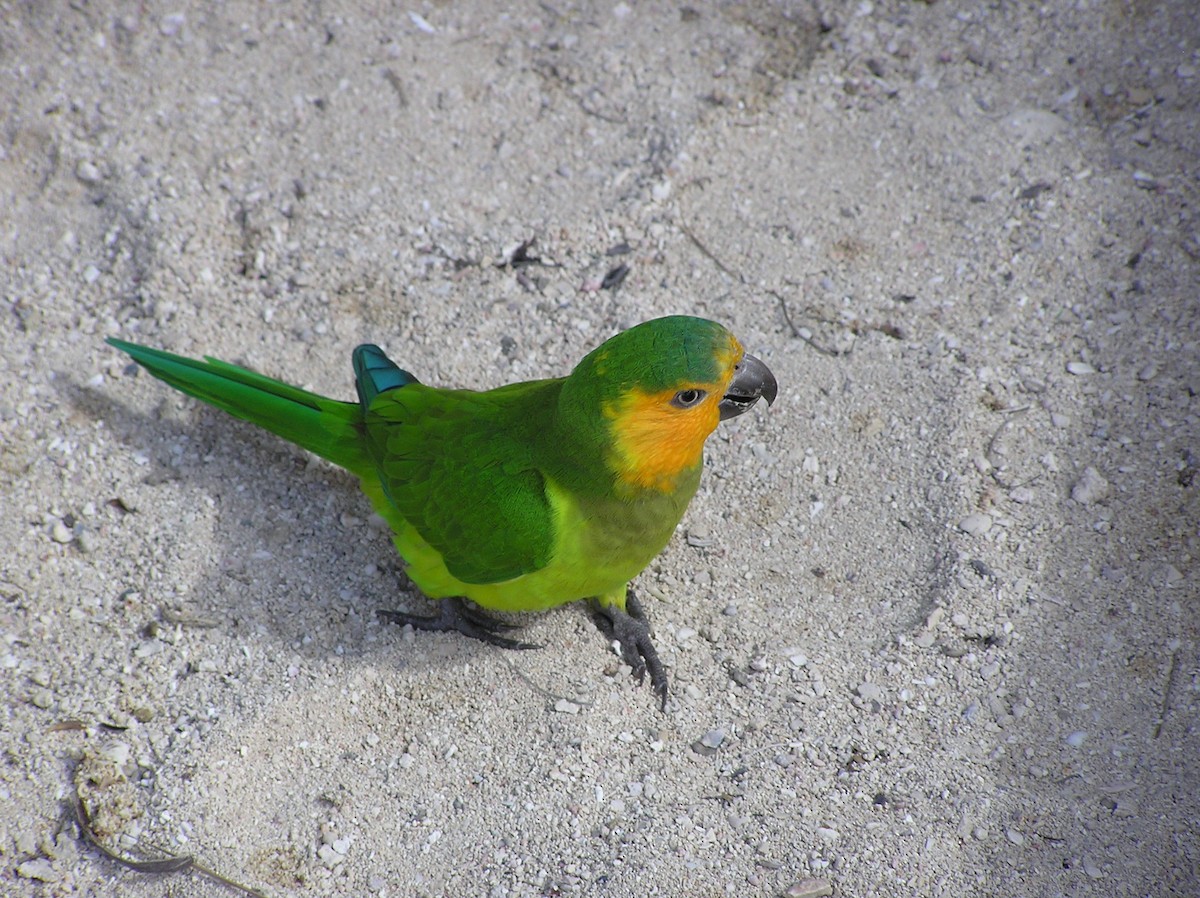 Brown-throated Parakeet - Robert A. Mustell
