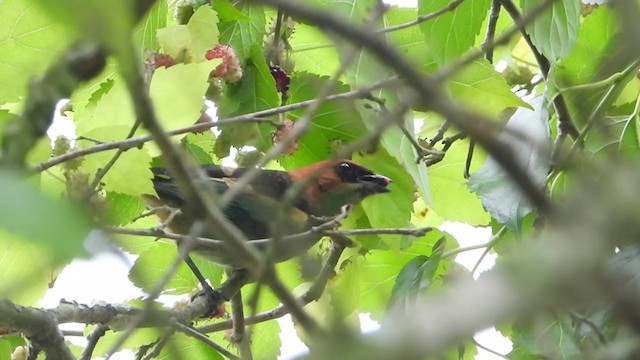 Black-backed Tanager - ML255724301