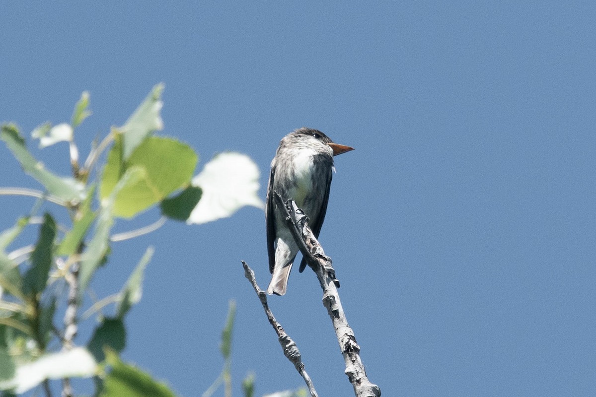 Olive-sided Flycatcher - Diane Demers
