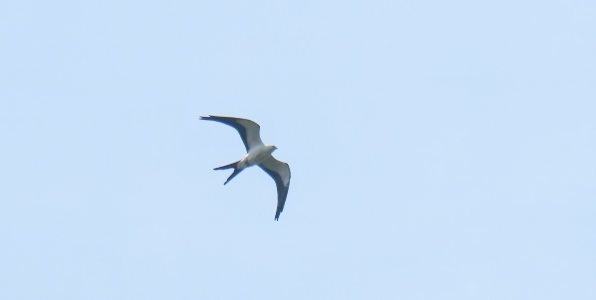 Swallow-tailed Kite - ML255729371