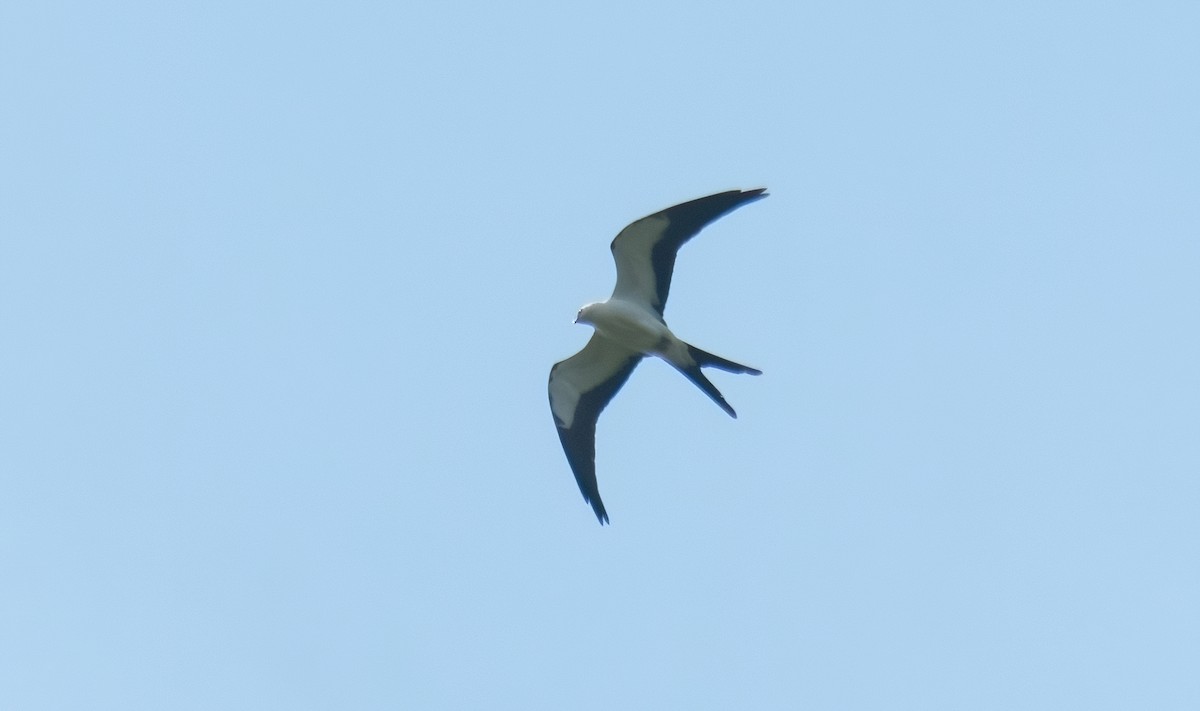 Swallow-tailed Kite - ML255729391