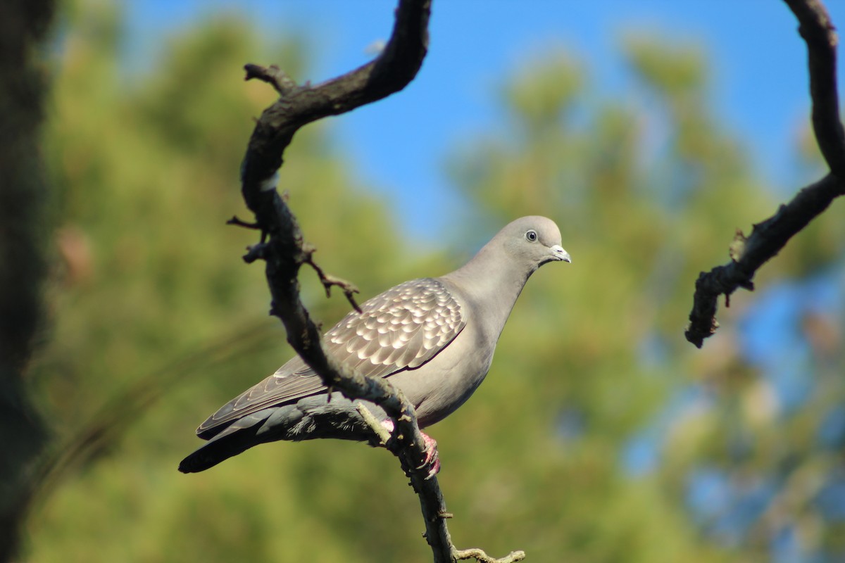 Spot-winged Pigeon - Marcos de Larminat