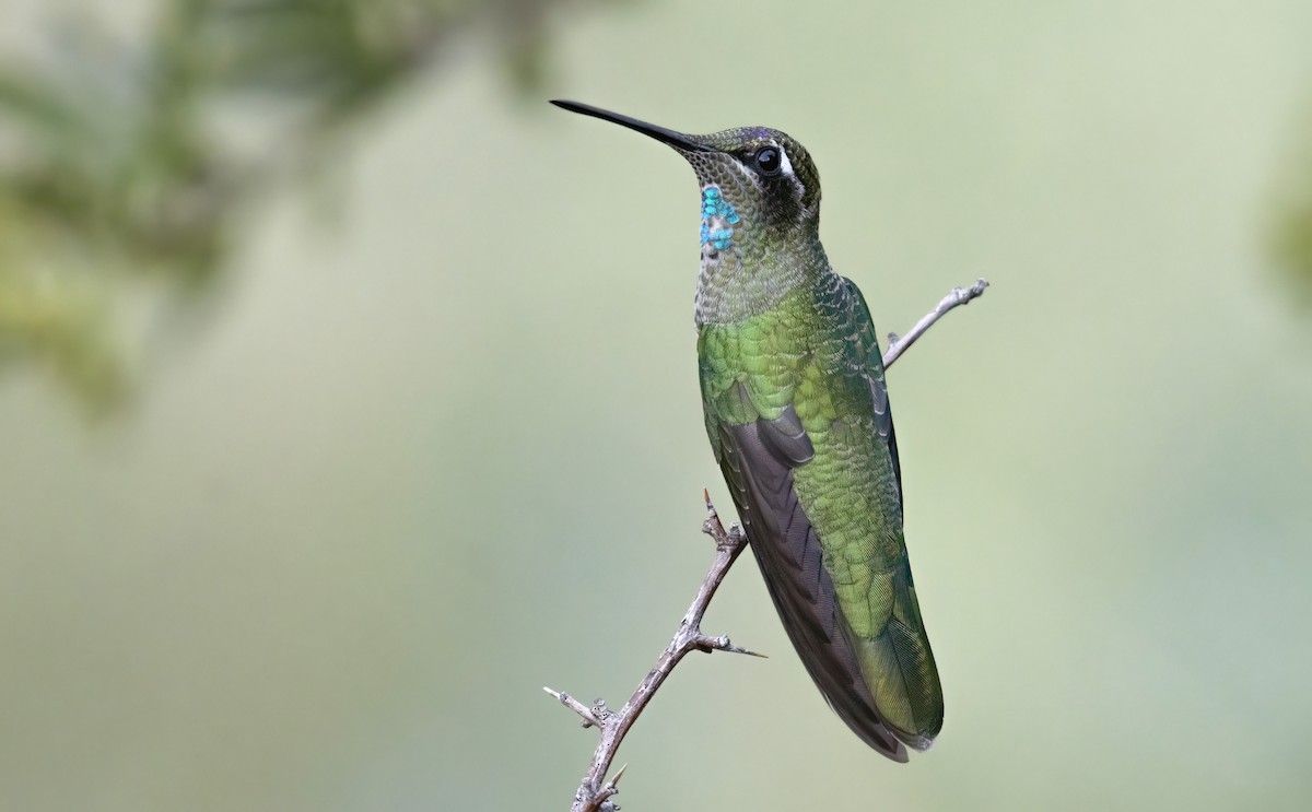 Rivoli's Hummingbird - ML255734471
