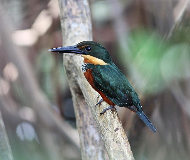 Green-and-rufous Kingfisher - ML255735541
