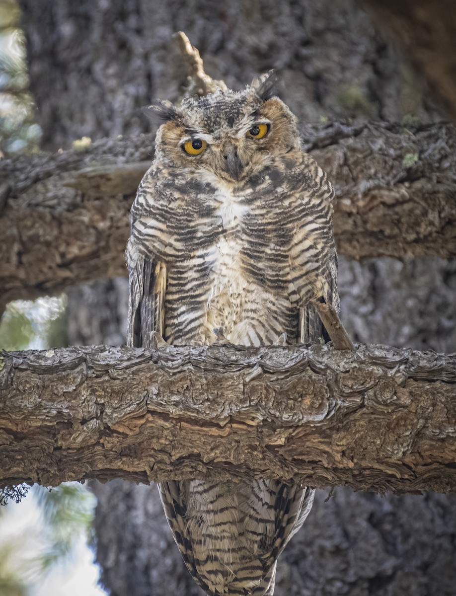 Great Horned Owl - ML255735881