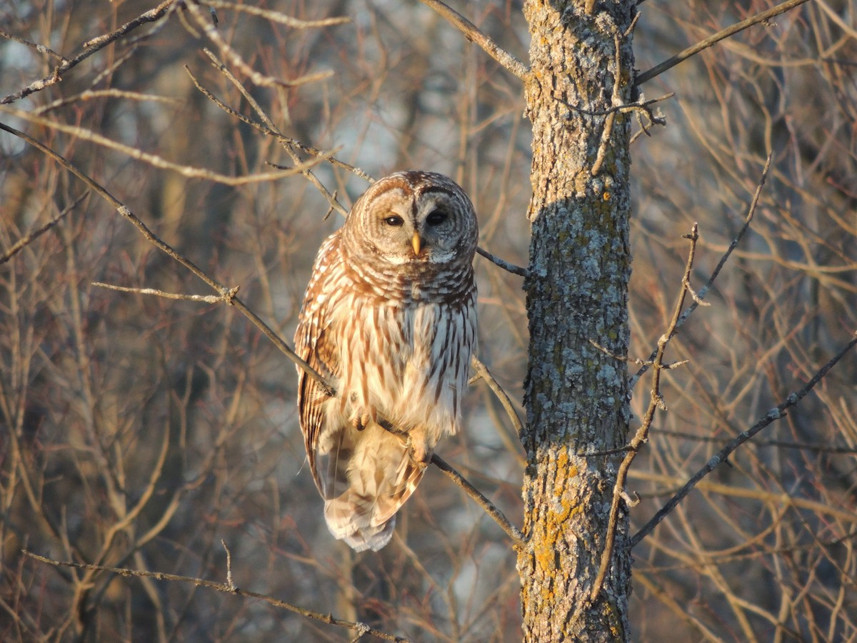 Barred Owl - Tim Taysen