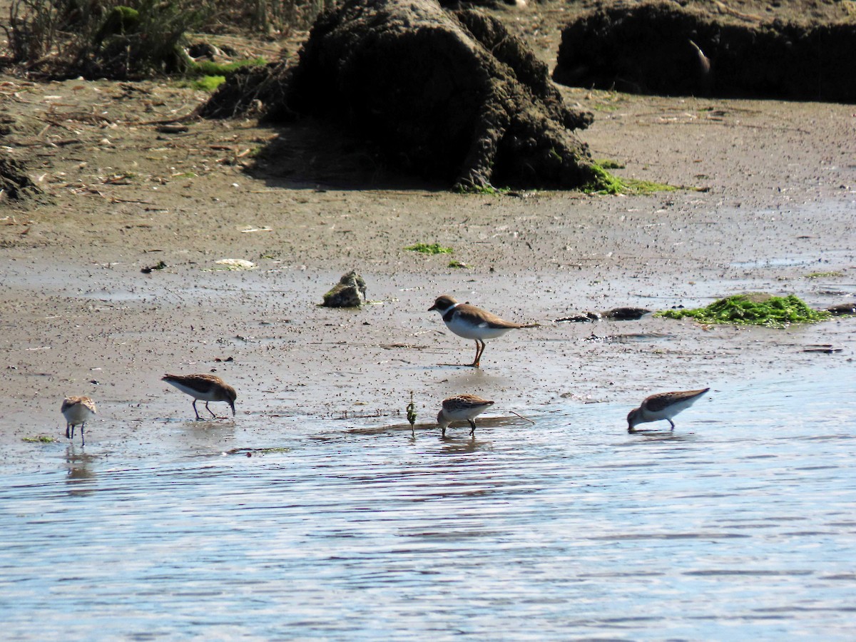 Semipalmated Plover - ML255738061