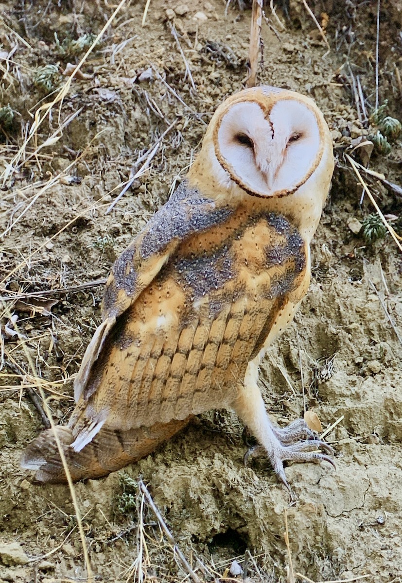 Barn Owl - Tom Slater
