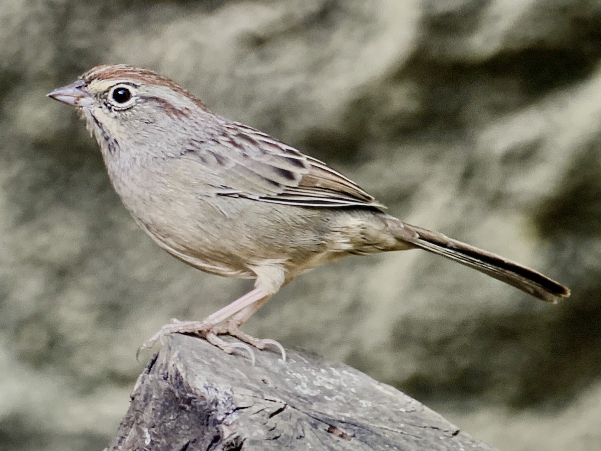 Rufous-crowned Sparrow - ML255745191