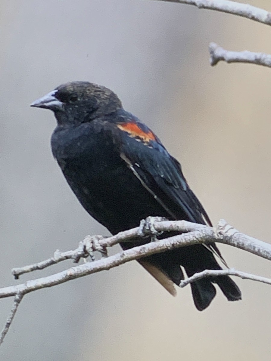 Red-winged Blackbird - Tom Slater