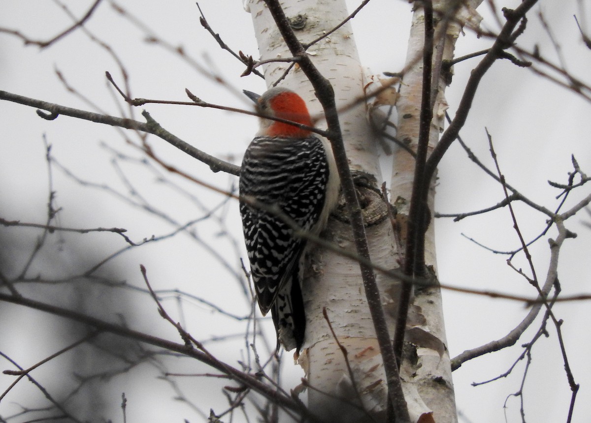 Red-bellied Woodpecker - Noam Markus