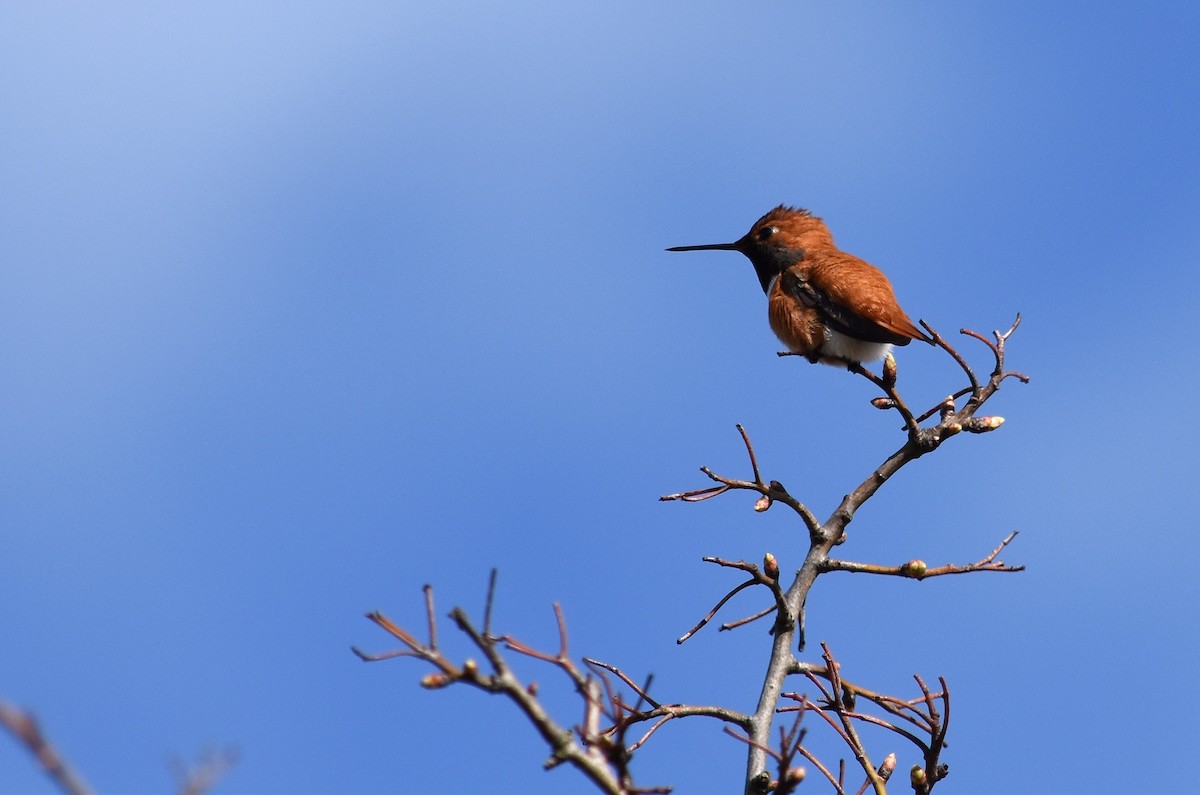 Rufous Hummingbird - Jason Vassallo