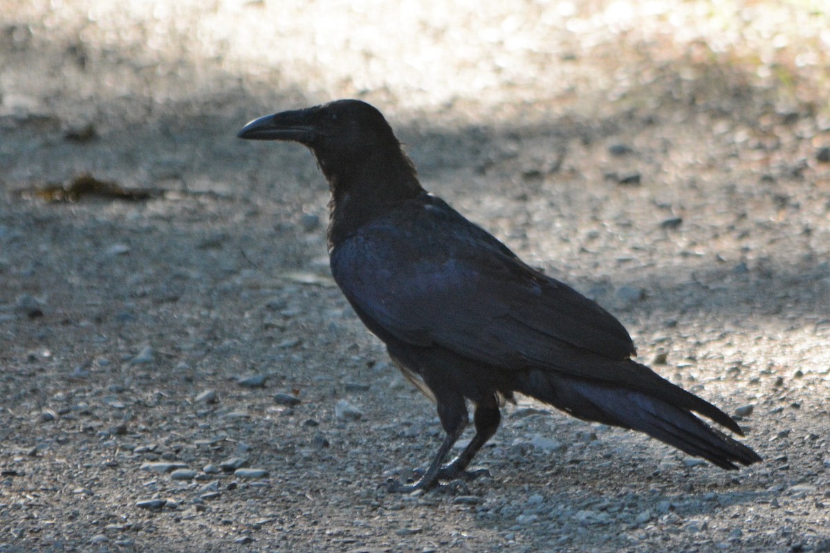 Common Raven - Steve Mierzykowski