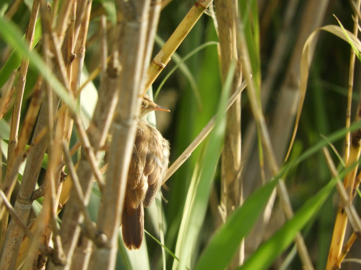 Common Reed Warbler - ML255758671