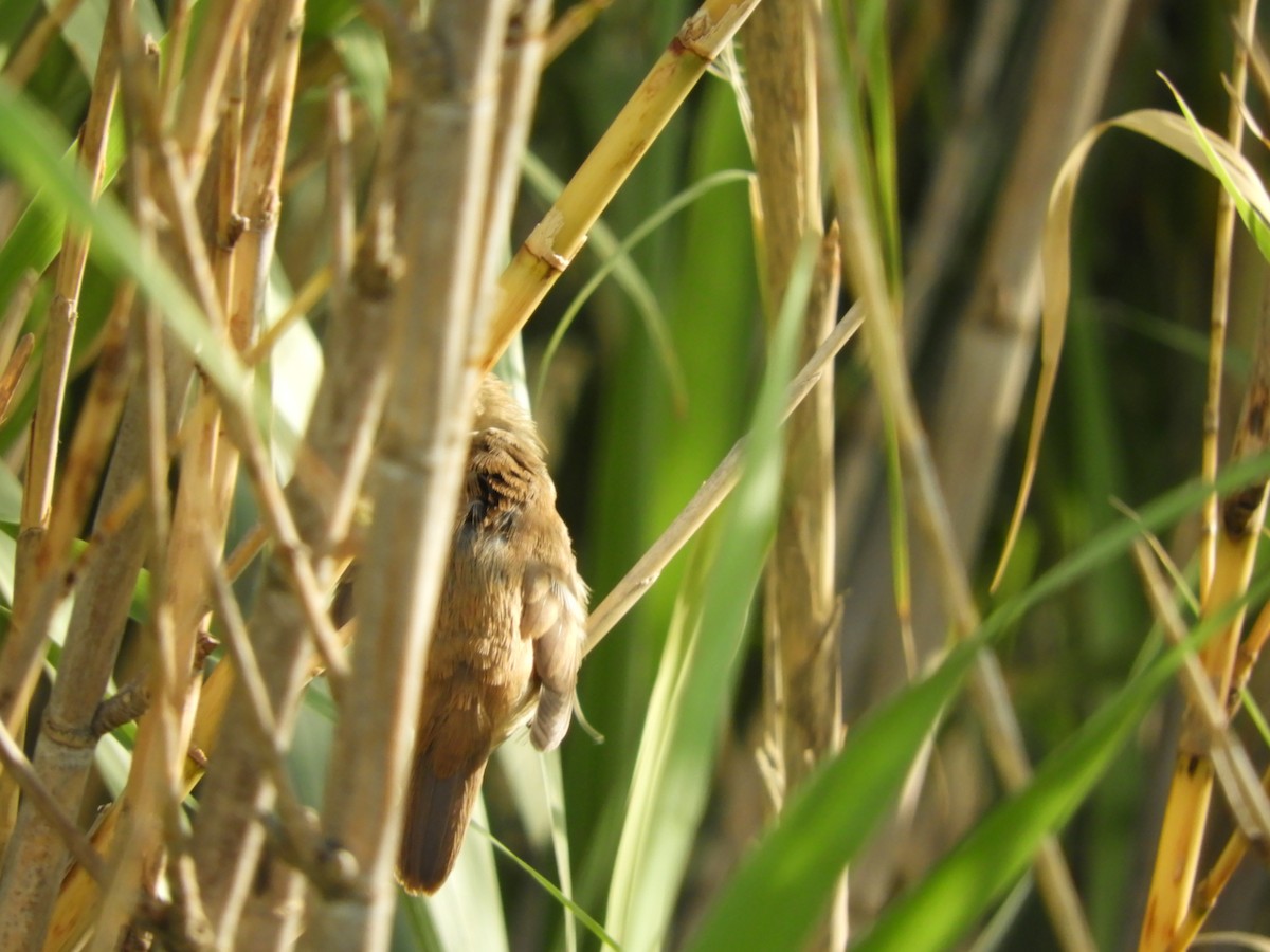 Common Reed Warbler - ML255758701