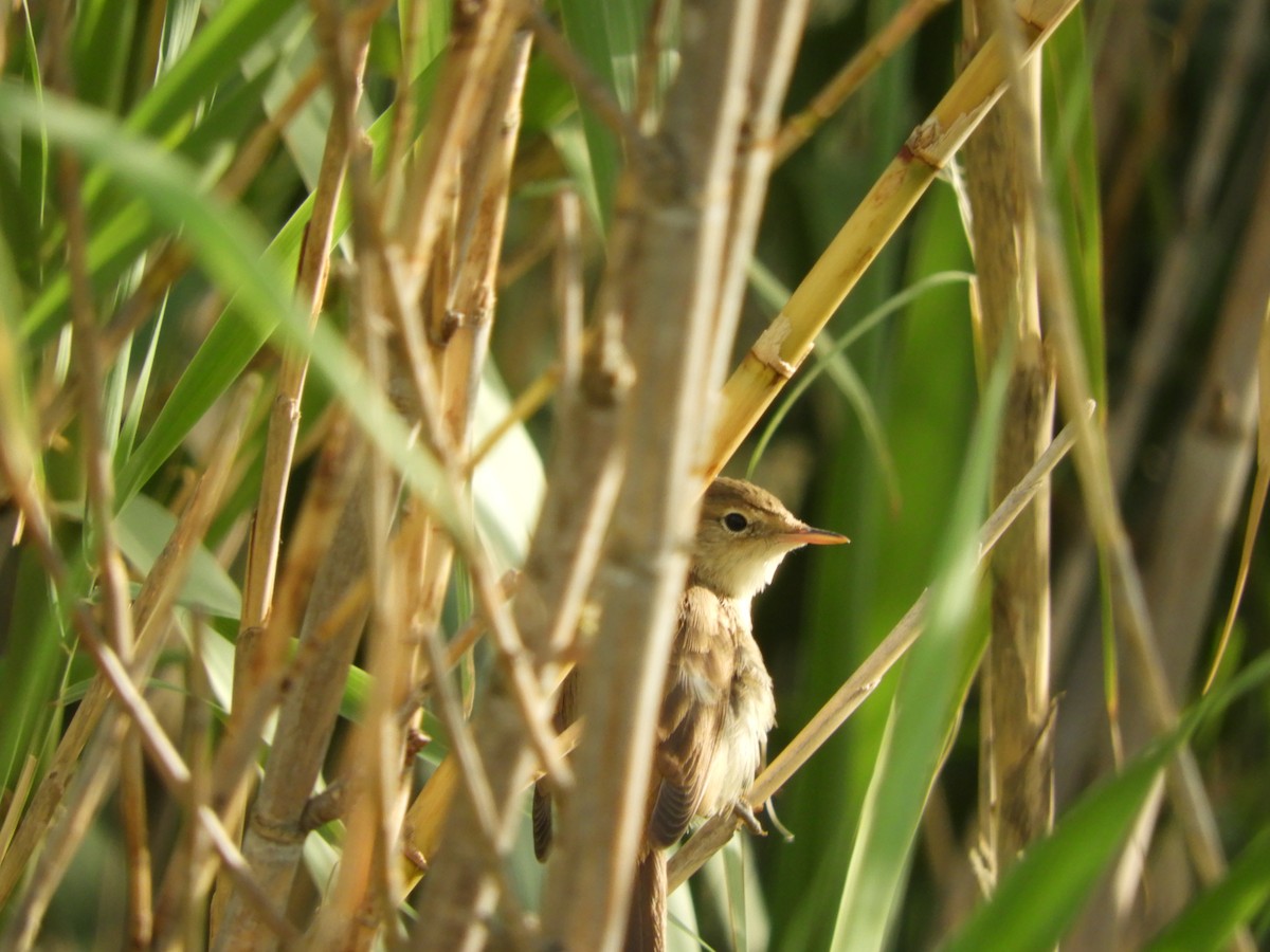 Common Reed Warbler - ML255758731