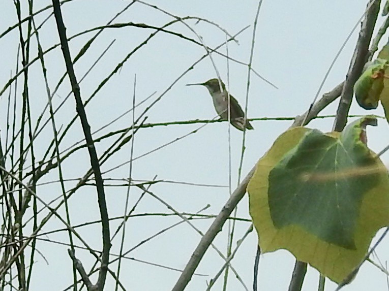 Ruby-throated Hummingbird - ML255759931