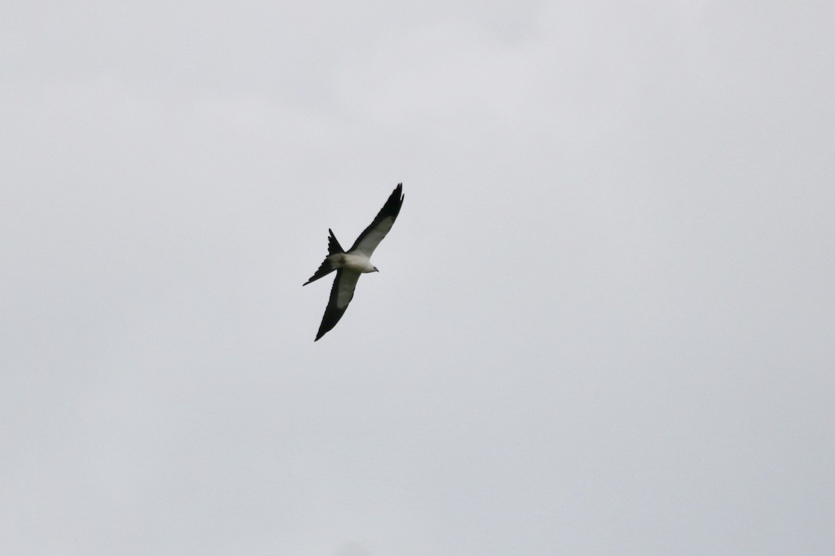 Swallow-tailed Kite - ML255763201