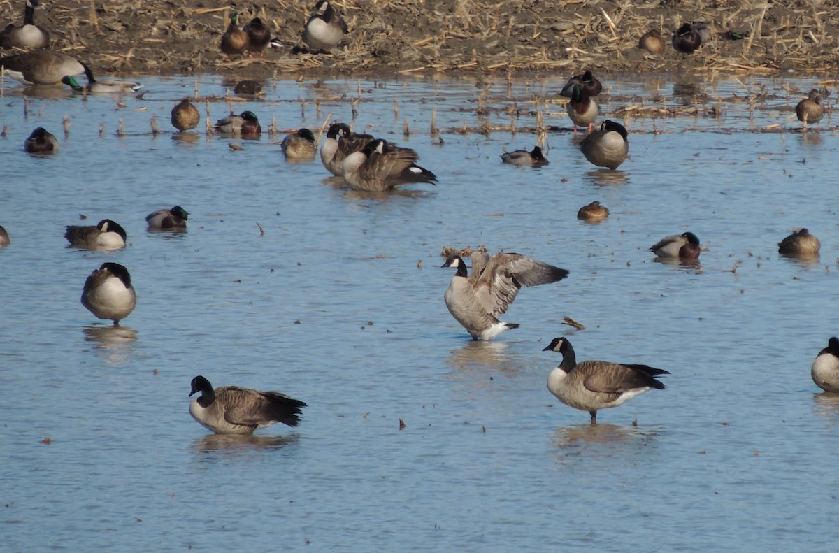 Cackling Goose (Richardson's) - ML25576331