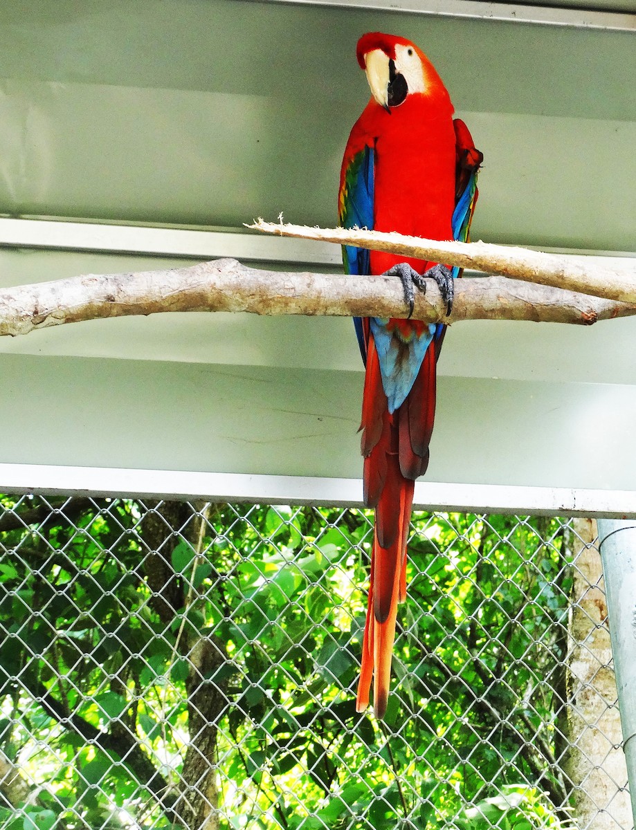 Scarlet Macaw - Hector Ceballos-Lascurain