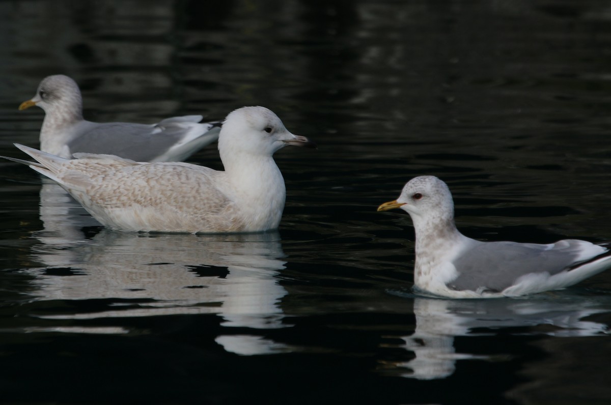 Iceland Gull (kumlieni/glaucoides) - Richard MacIntosh