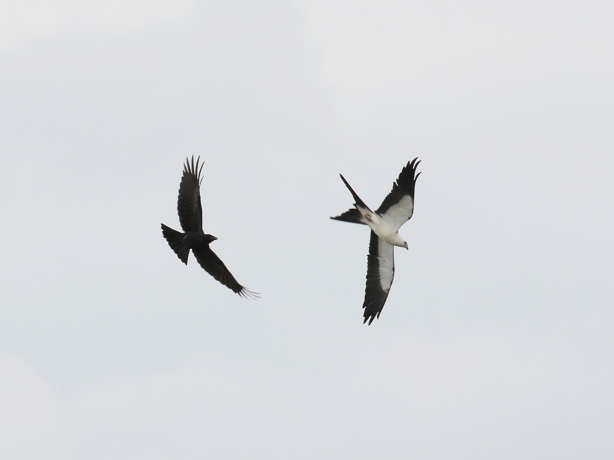 Swallow-tailed Kite - ML255775691