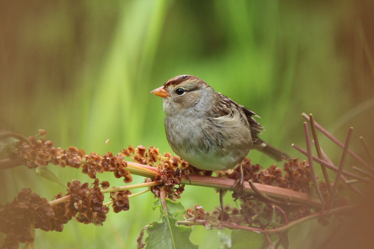 White-crowned Sparrow - J Millsaps
