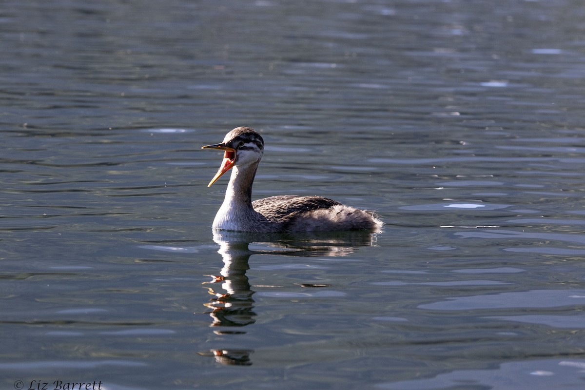 Red-necked Grebe - ML255782311