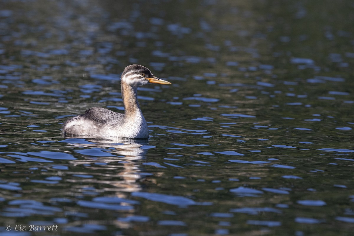 Red-necked Grebe - ML255782321
