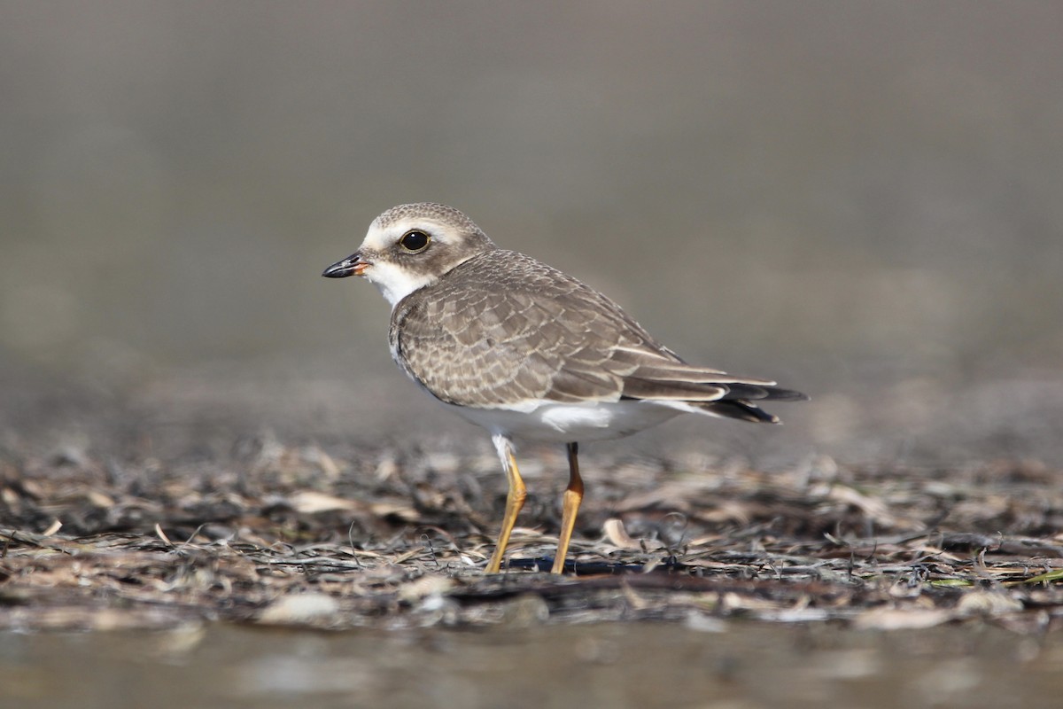 Semipalmated Plover - ML255785301