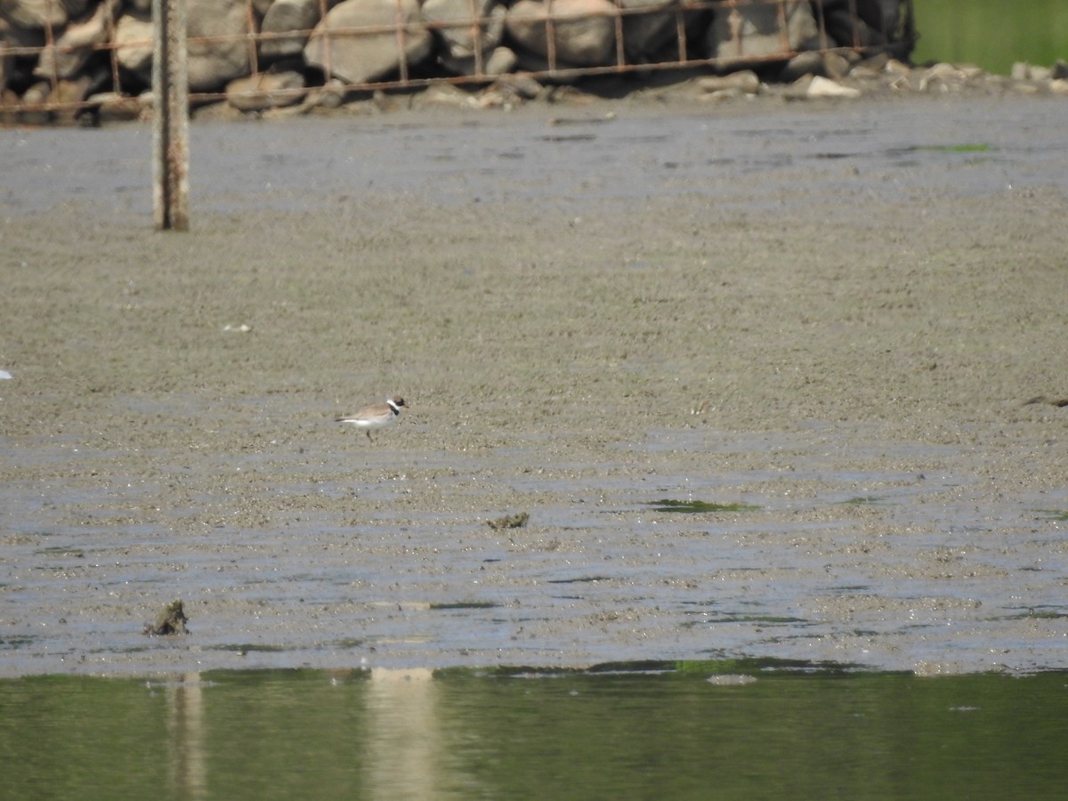 Semipalmated Plover - ML255788951