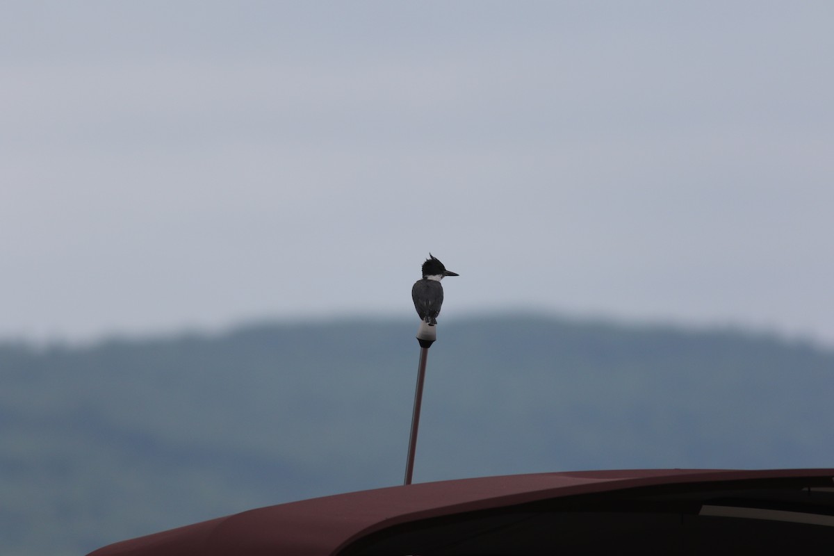 Belted Kingfisher - Richard Garrigus