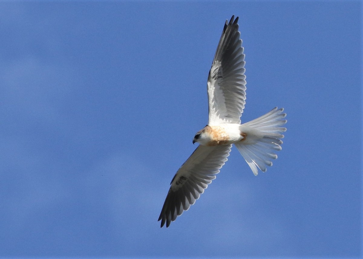 White-tailed Kite - ML255794471