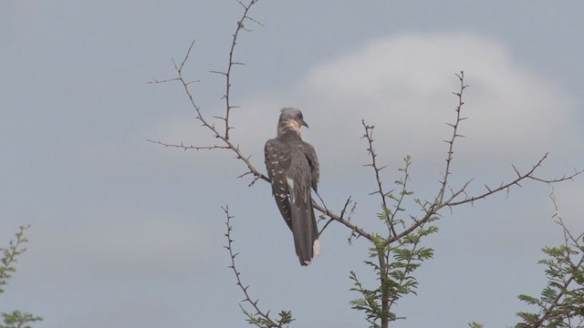 Great Spotted Cuckoo - ML255794631