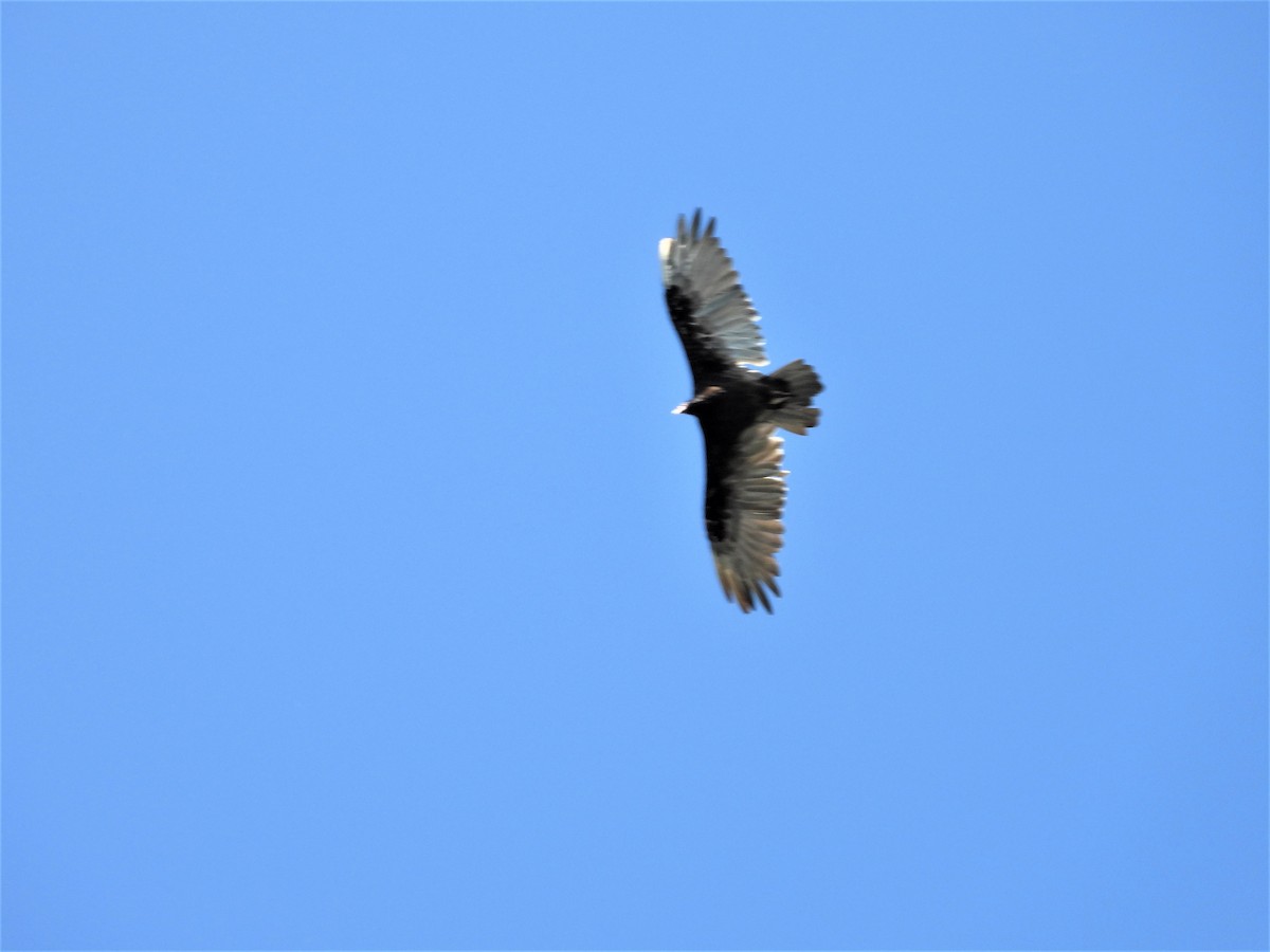 Turkey Vulture - ML255796141