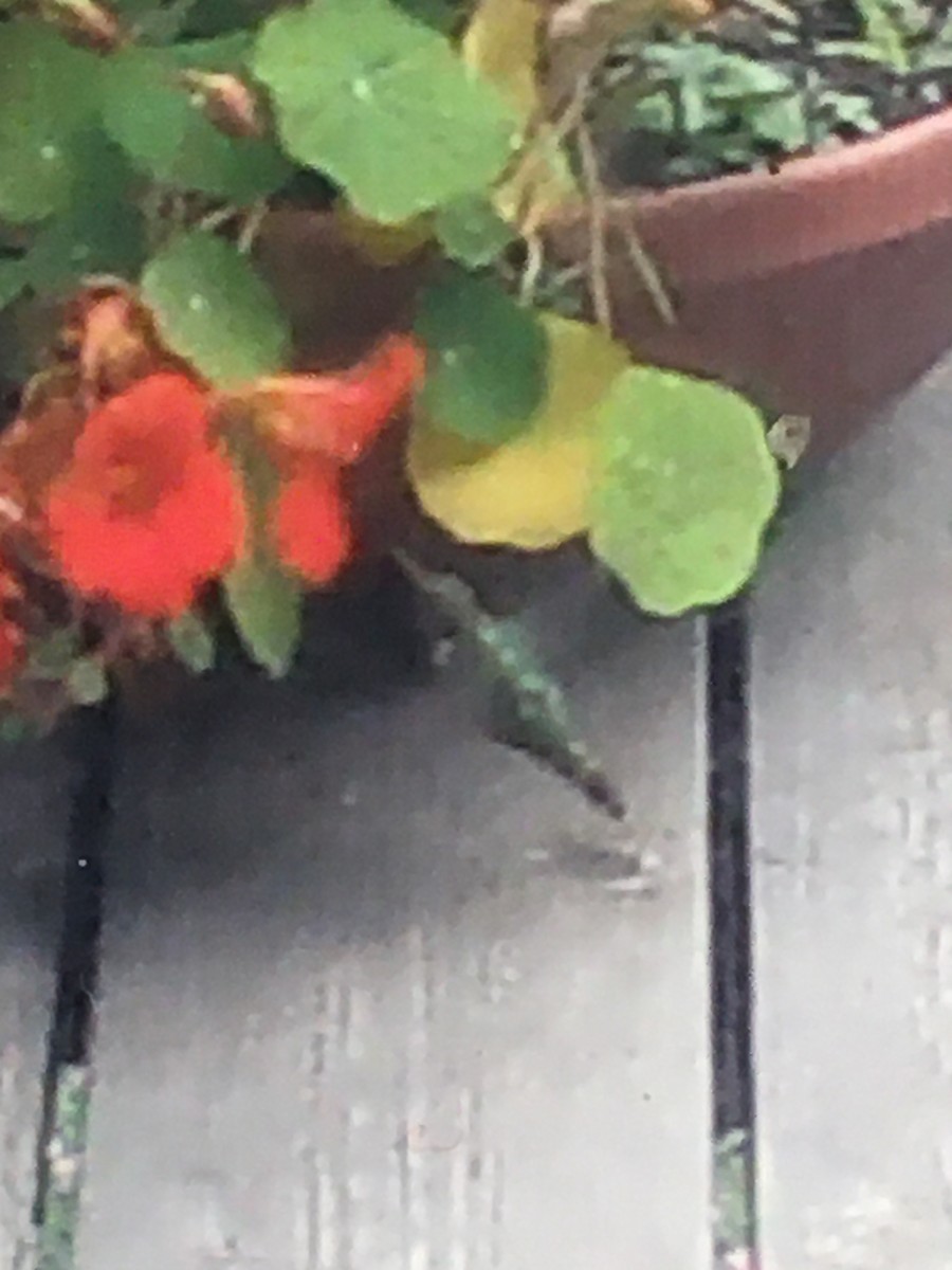 hummingbird sp. - ML255804221