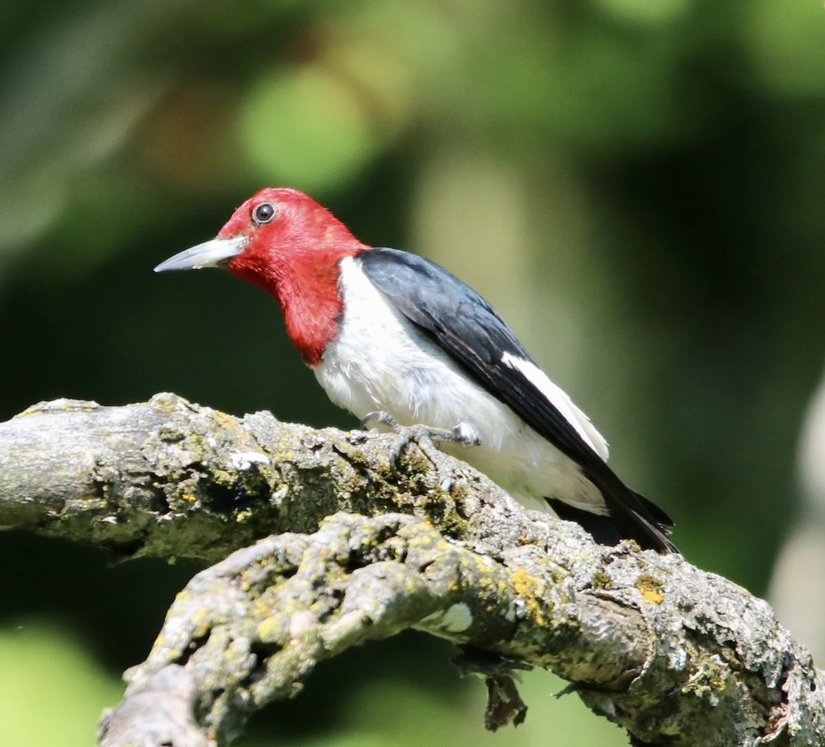 Red-headed Woodpecker - ML255804541