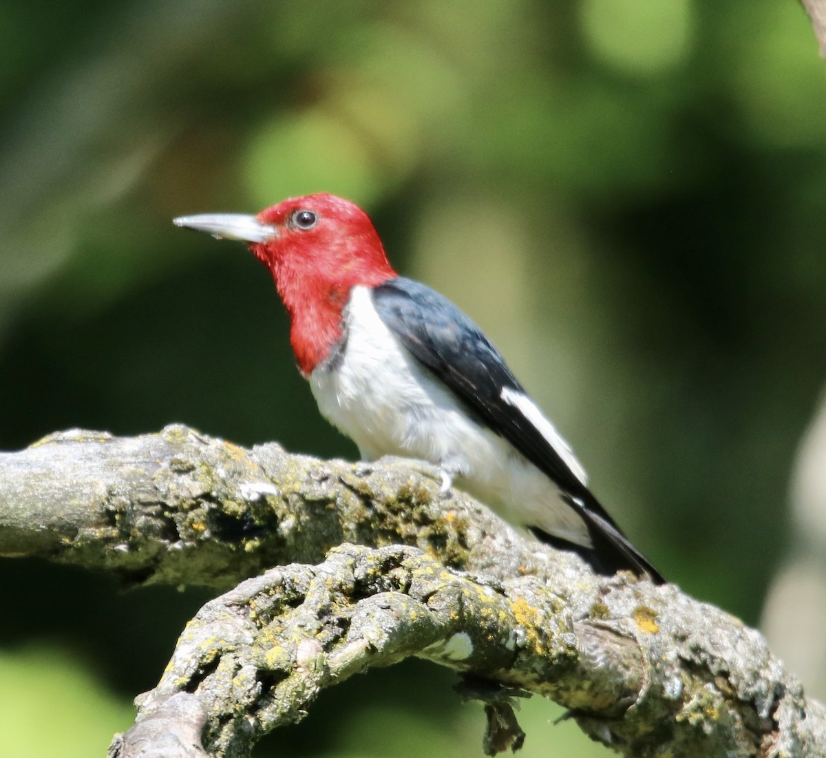 Red-headed Woodpecker - ML255804551