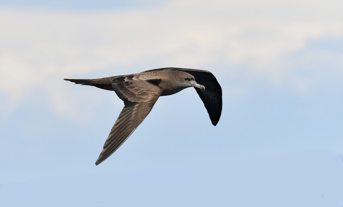 Wedge-tailed Shearwater - Michael Daley