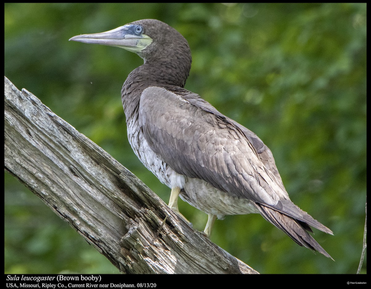 Brown Booby - ML255814171