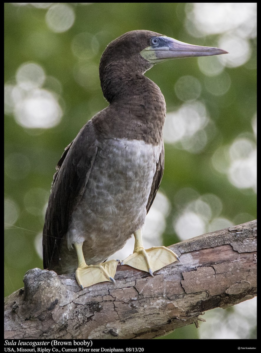 Brown Booby - ML255814191