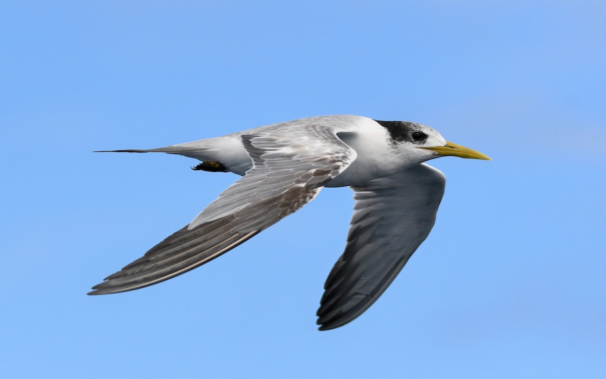 Great Crested Tern - Michael Daley