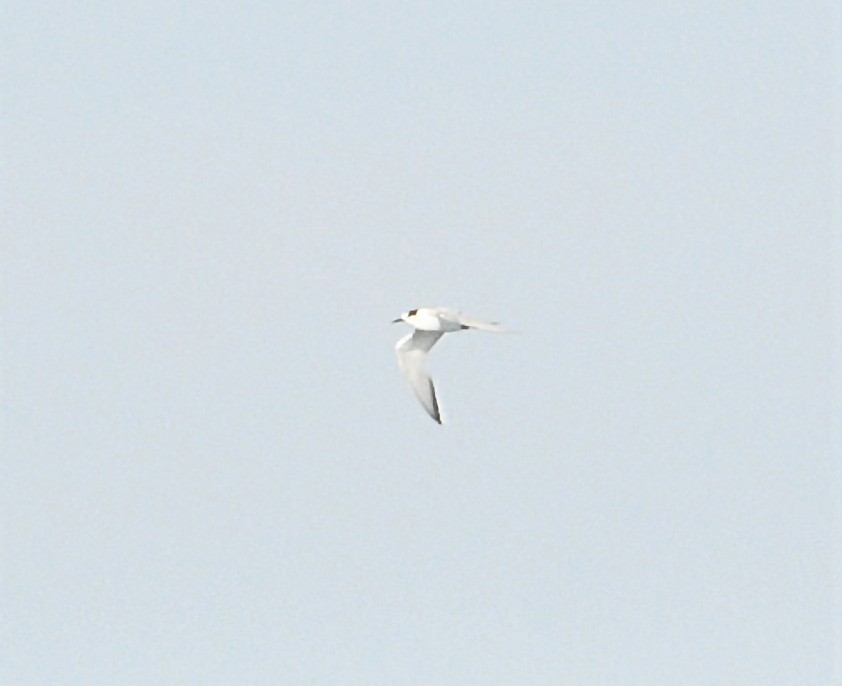 Arctic Tern - ML255814961