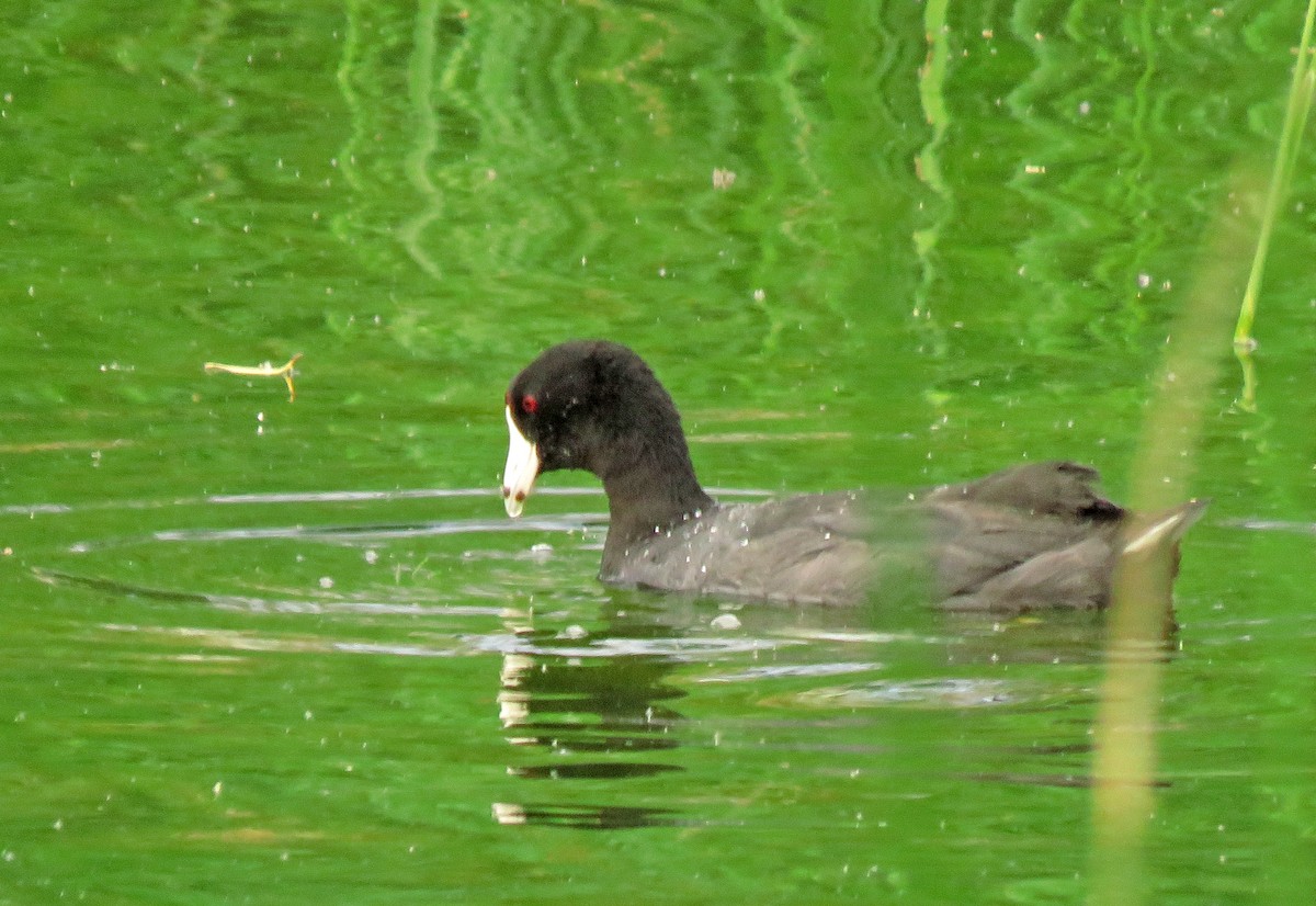 American Coot (Red-shielded) - ML255820881