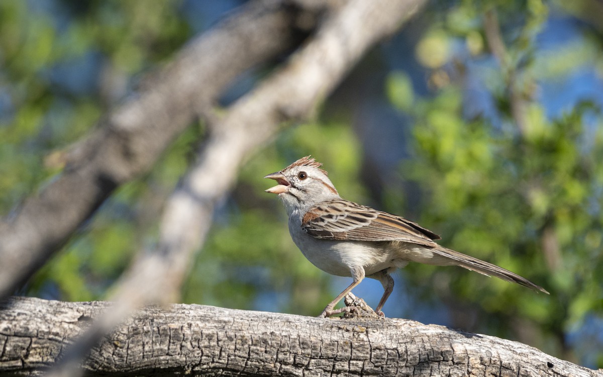 Rufous-winged Sparrow - Bryan Calk