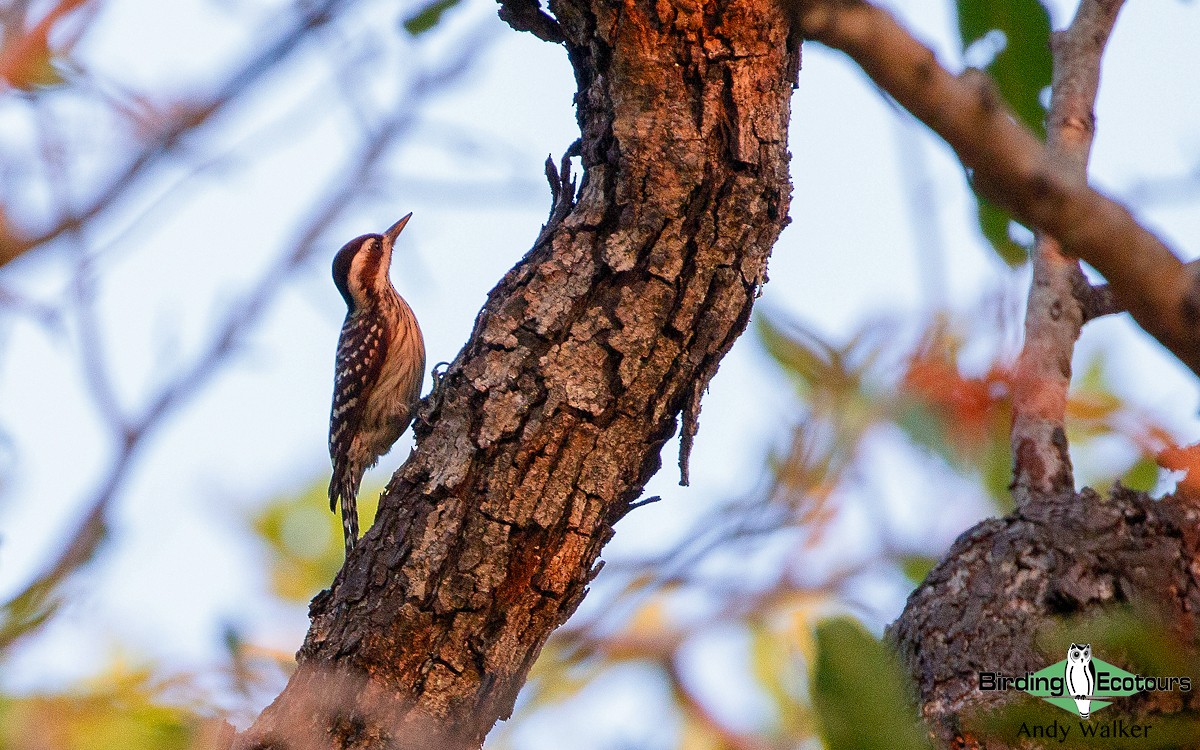Sunda Pygmy Woodpecker - ML255830251