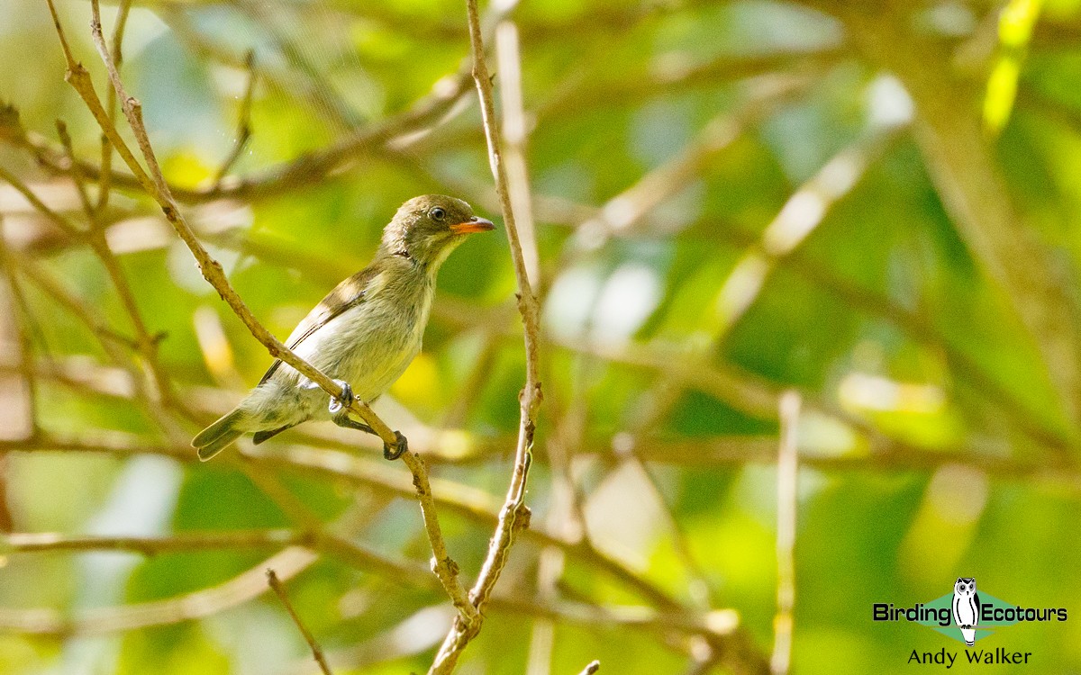 Golden-rumped Flowerpecker - Andy Walker - Birding Ecotours