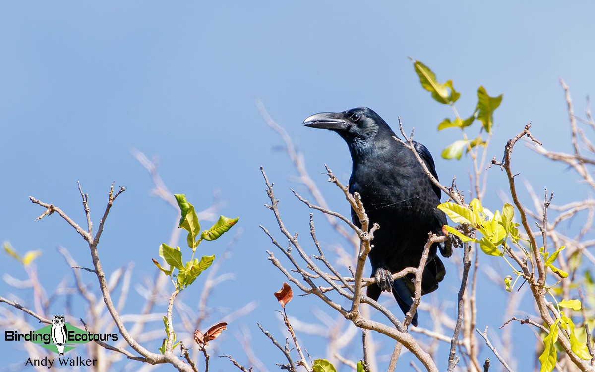 Large-billed Crow (Large-billed) - ML255831811