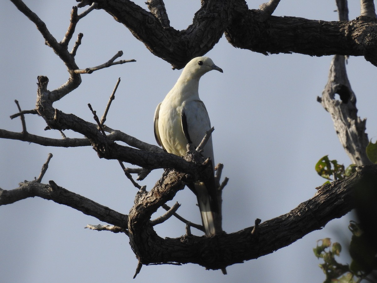 Pied Imperial-Pigeon - ML255834691