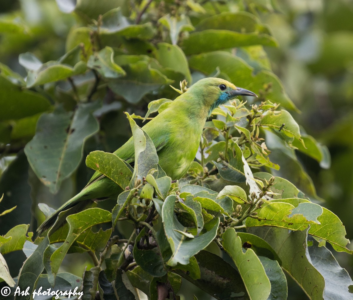 Jerdon's Leafbird - Ashwini Bhatt